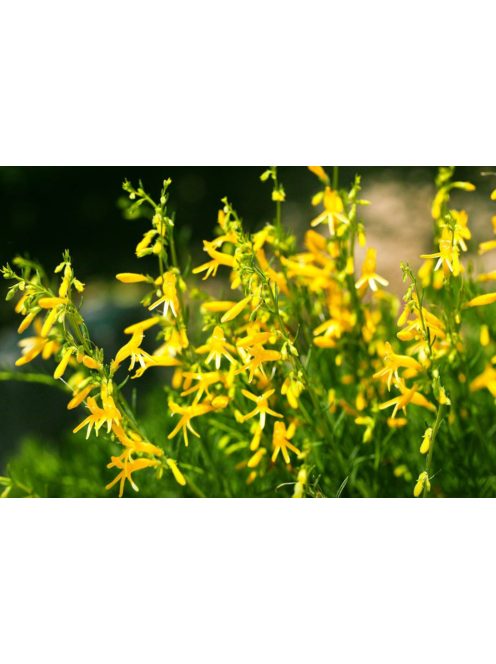 Fenyőlevelű bugatölcsér / PENSTEMON pinifolius 'Mersea Yellow'