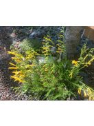 Fenyőlevelű bugatölcsér / PENSTEMON pinifolius 'Mersea Yellow'