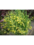 Fenyőlevelű bugatölcsér / PENSTEMON pinifolius 'Mersea Yellow'