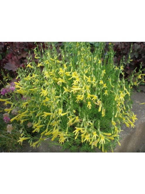Fenyőlevelű bugatölcsér / PENSTEMON pinifolius 'Mersea Yellow'