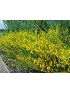 Fenyőlevelű bugatölcsér / PENSTEMON pinifolius 'Mersea Yellow'