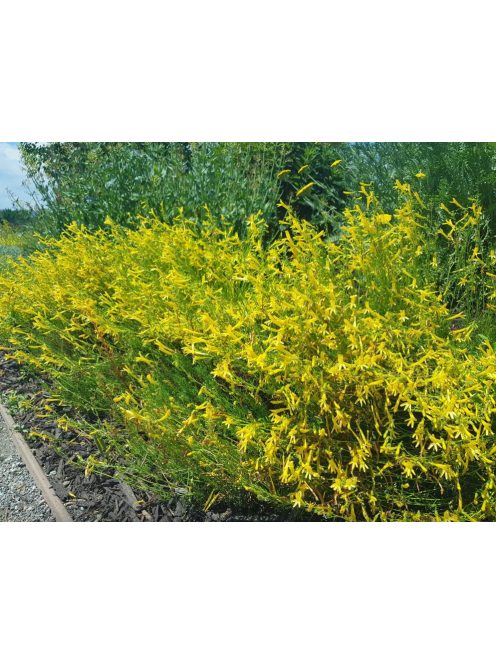 Fenyőlevelű bugatölcsér / PENSTEMON pinifolius 'Mersea Yellow'