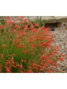 Fenyőlevelű bugatölcsér / PENSTEMON pinifolius