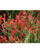 Fenyőlevelű bugatölcsér / PENSTEMON pinifolius