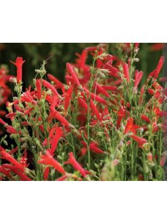 Fenyőlevelű bugatölcsér / PENSTEMON pinifolius