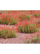 Fenyőlevelű bugatölcsér / PENSTEMON pinifolius