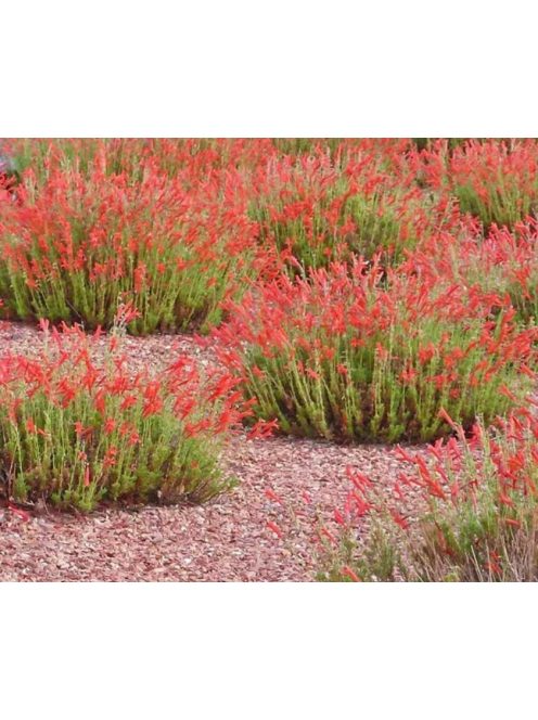 Fenyőlevelű bugatölcsér / PENSTEMON pinifolius
