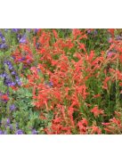 Fenyőlevelű bugatölcsér / PENSTEMON pinifolius