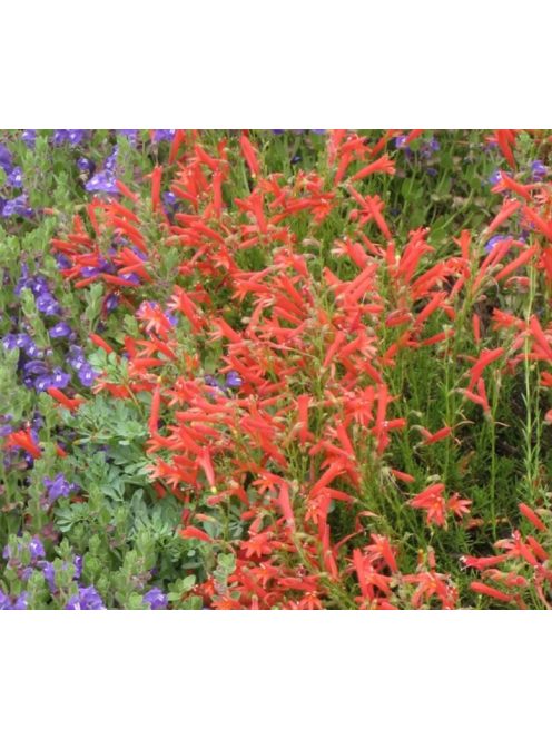 Fenyőlevelű bugatölcsér / PENSTEMON pinifolius