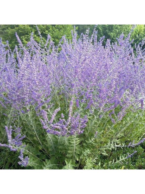 Sudárzsálya / PEROVSKIA atriplicifolia