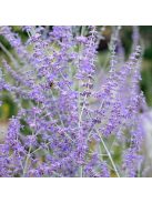 Sudárzsálya / PEROVSKIA atriplicifolia