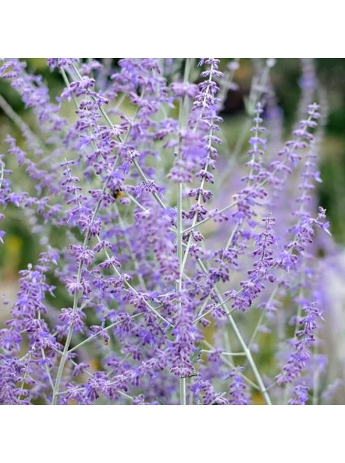 Sudárzsálya / PEROVSKIA atriplicifolia