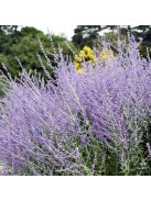 Sudárzsálya / PEROVSKIA atriplicifolia