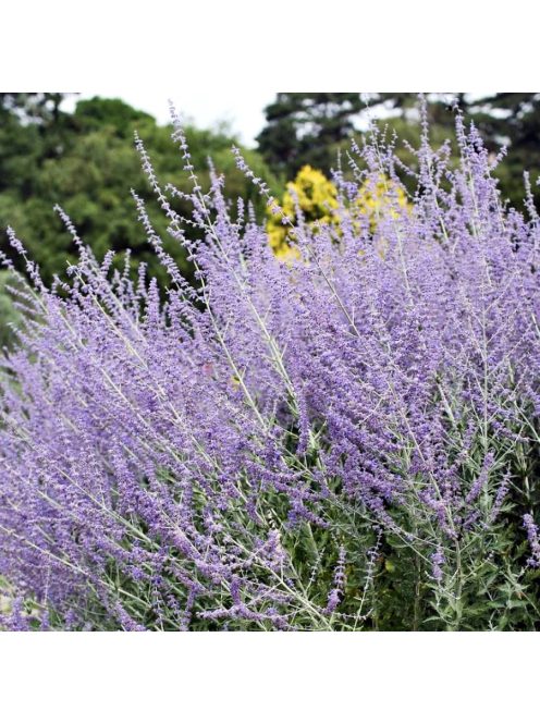 Sudárzsálya / PEROVSKIA atriplicifolia