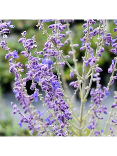 Sudárzsálya / PEROVSKIA atriplicifolia
