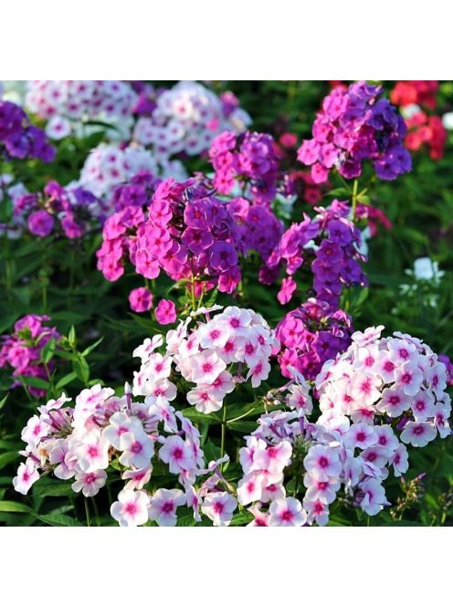 Bugás lángvirág / PHLOX paniculata 'New Hybrids'