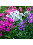 Bugás lángvirág / PHLOX paniculata 'New Hybrids'