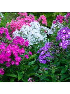   Bugás lángvirág / PHLOX paniculata 'New Hybrids'