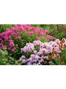 Bugás lángvirág / PHLOX paniculata 'New Hybrids'