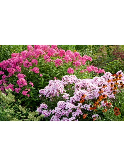 Bugás lángvirág / PHLOX paniculata 'New Hybrids'