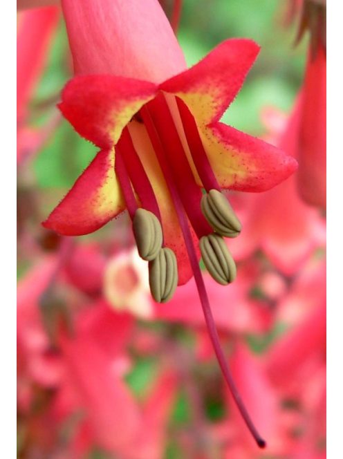 PHYGELIUS capensis