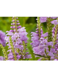 Füzérajak / PHYSOSTEGIA virginiana 'Rosea'