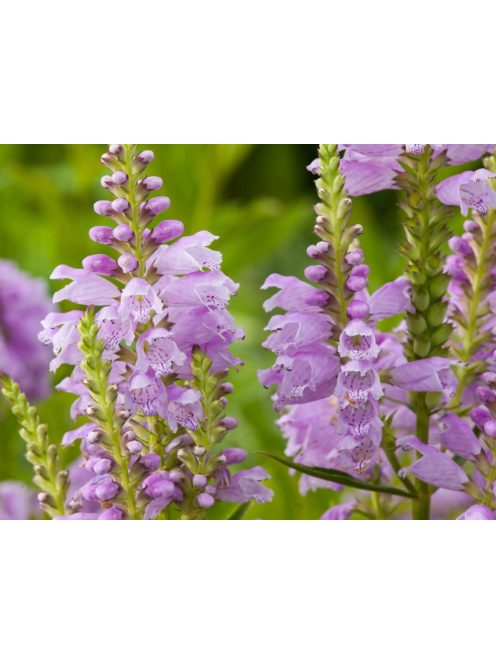 Füzérajak / PHYSOSTEGIA virginiana 'Rosea'