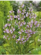 Füzérajak / PHYSOSTEGIA virginiana 'Rosea'