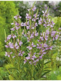 Füzérajak / PHYSOSTEGIA virginiana 'Rosea'