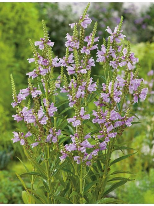 Füzérajak / PHYSOSTEGIA virginiana 'Rosea'