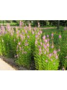 Füzérajak / PHYSOSTEGIA virginiana 'Rosea'