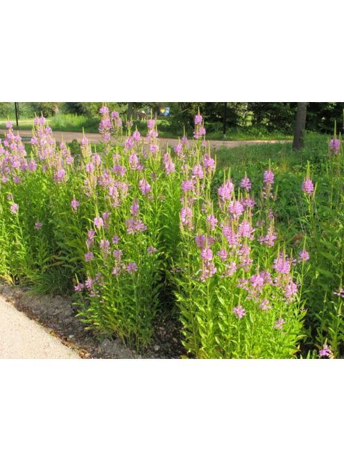 Füzérajak / PHYSOSTEGIA virginiana 'Rosea'