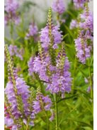 Füzérajak / PHYSOSTEGIA virginiana 'Rosea'