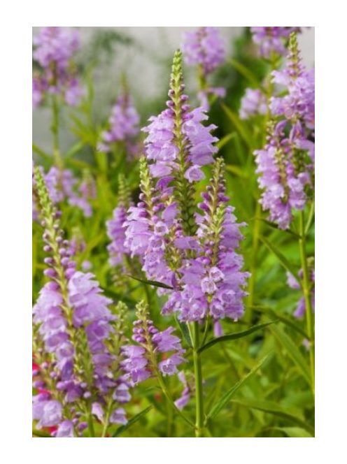 Füzérajak / PHYSOSTEGIA virginiana 'Rosea'