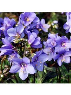   Csatavirág / POLEMONIUM yezoense 'Purple Rain Strain'