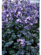Csatavirág / POLEMONIUM yezoense 'Purple Rain Strain'