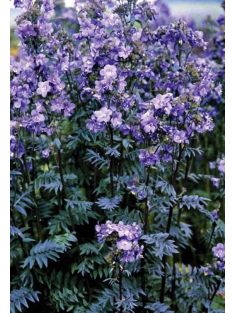   Csatavirág / POLEMONIUM yezoense 'Purple Rain Strain'