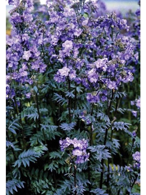 Csatavirág / POLEMONIUM yezoense 'Purple Rain Strain'