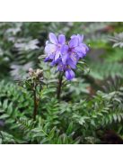 Csatavirág / POLEMONIUM yezoense 'Purple Rain Strain'