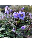 Csatavirág / POLEMONIUM yezoense 'Purple Rain Strain'