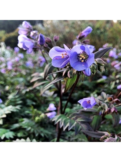Csatavirág / POLEMONIUM yezoense 'Purple Rain Strain'