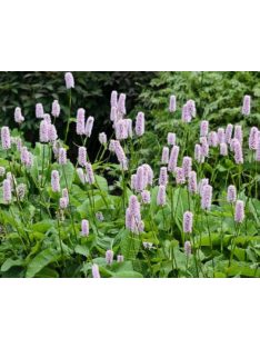 Kígyógyökerűkeserűfű / POLYGONUM bistorta