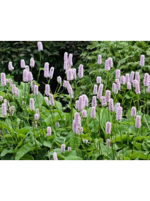 Kígyógyökerűkeserűfű / POLYGONUM bistorta