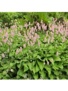 Kígyógyökerűkeserűfű / POLYGONUM bistorta