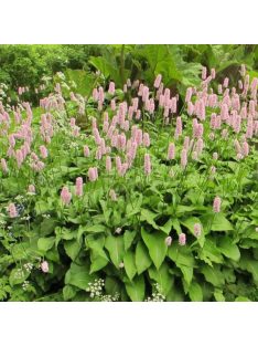 Kígyógyökerűkeserűfű / POLYGONUM bistorta