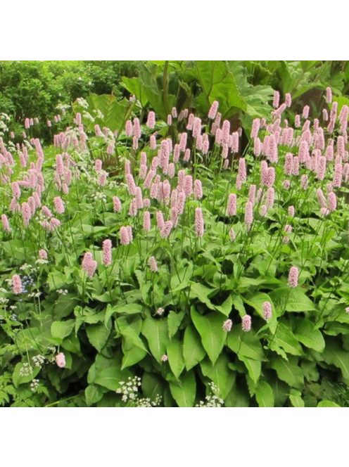 Kígyógyökerűkeserűfű / POLYGONUM bistorta