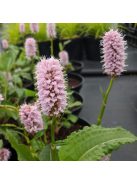 Kígyógyökerűkeserűfű / POLYGONUM bistorta