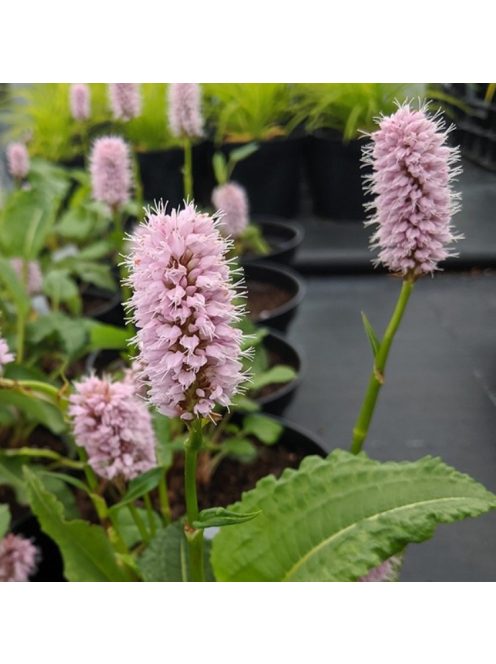 Kígyógyökerűkeserűfű / POLYGONUM bistorta