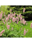 Kígyógyökerűkeserűfű / POLYGONUM bistorta