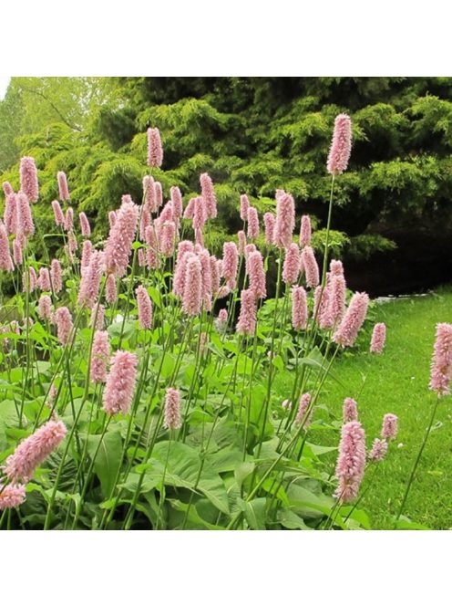 Kígyógyökerűkeserűfű / POLYGONUM bistorta